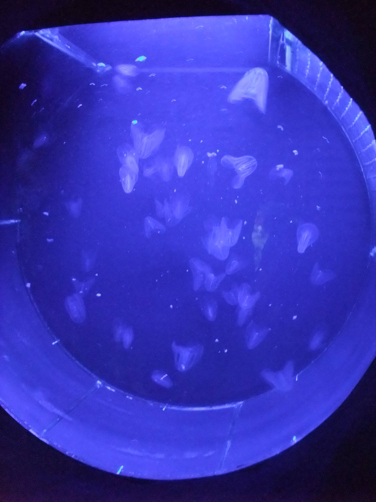 Warty Comb Jelly (Ctenophore) Exhibit at Barcelona Aquarium, 31/05/11