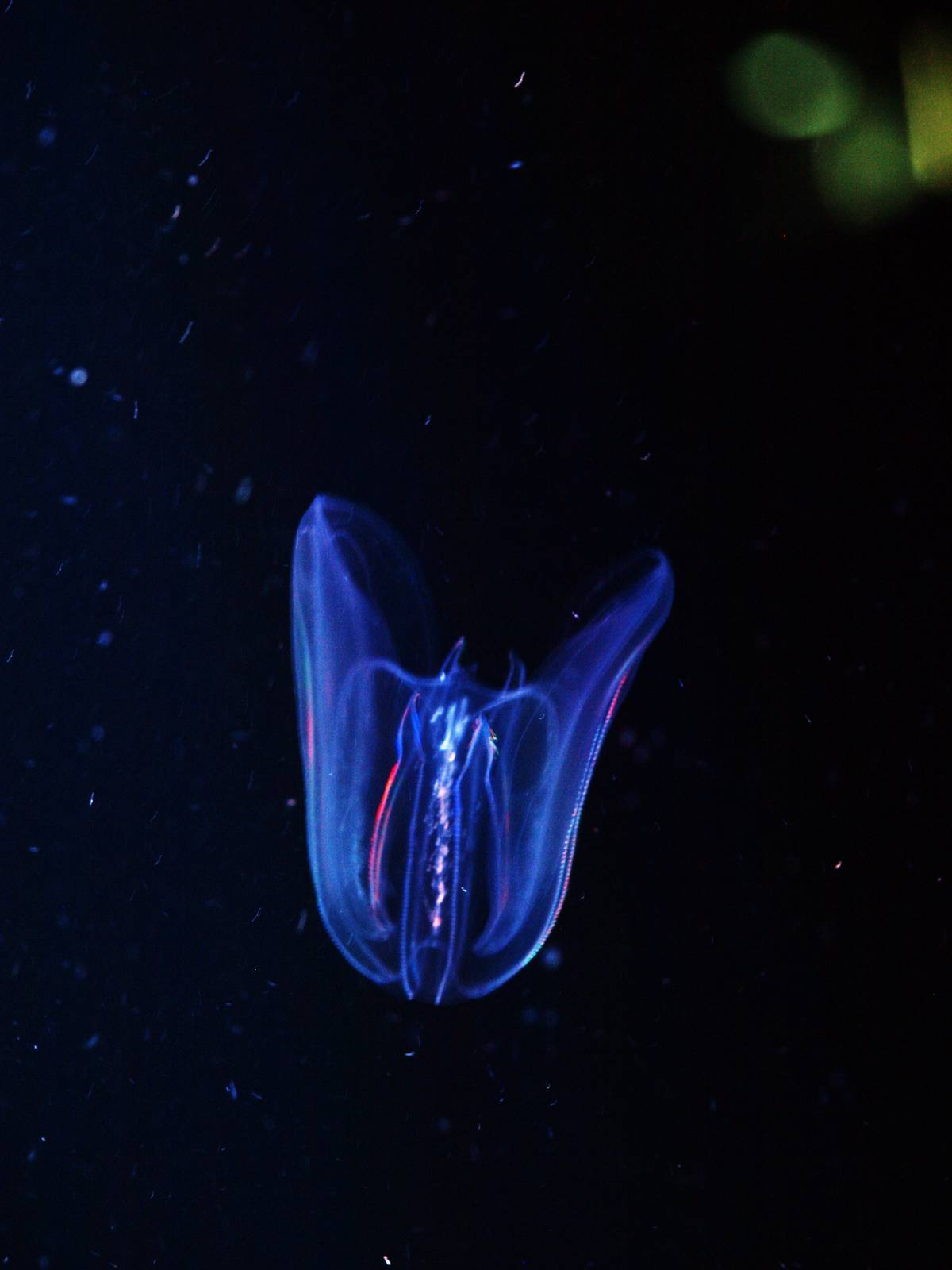 Warty Comb Jelly (Ctenophore)