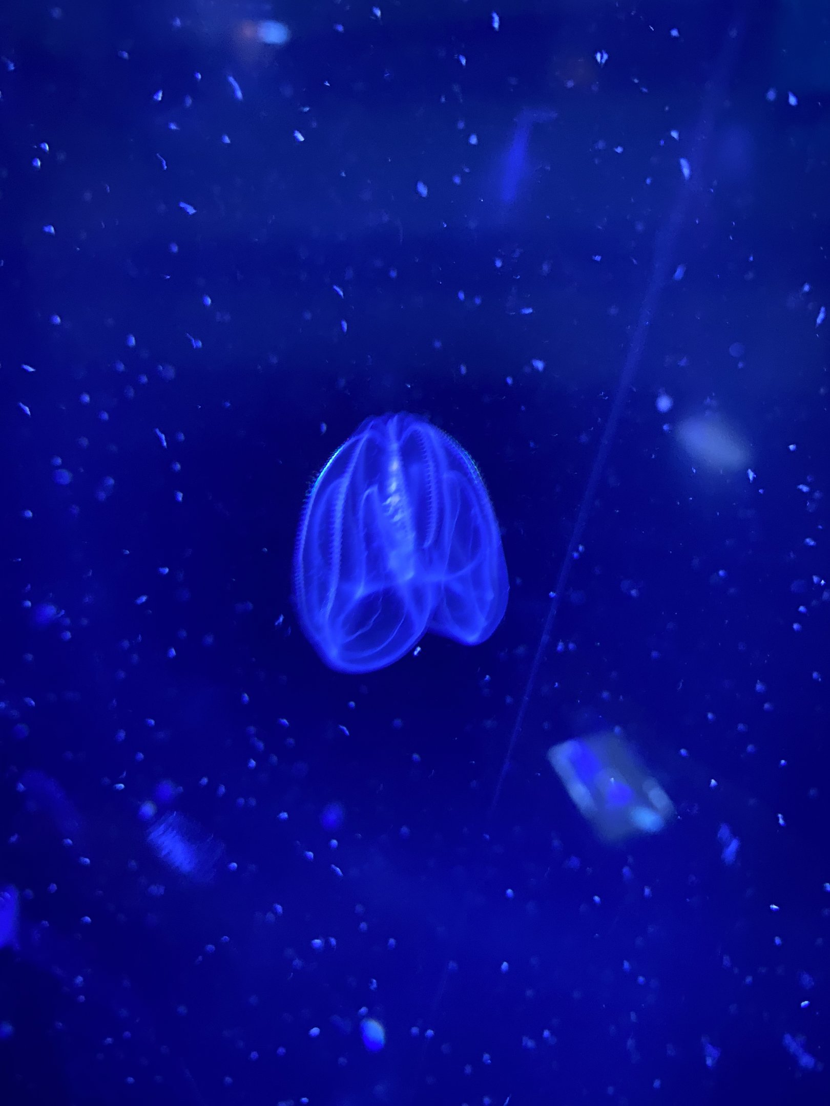 Warty Comb Jelly