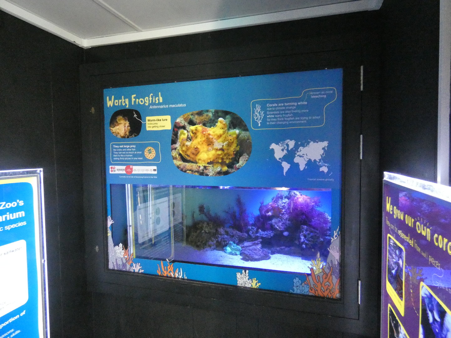 Warty frog fish exhibit