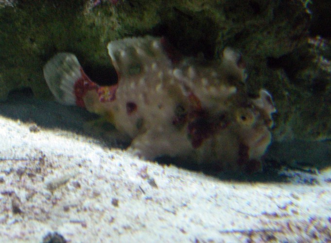 Warty Frogfish (Antennarius maculatus)