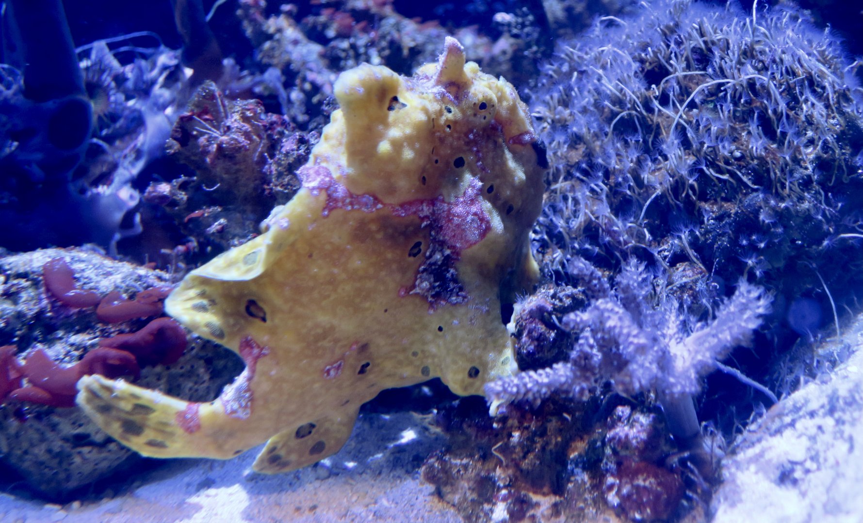 Warty Frogfish (Antennarius maculatus)