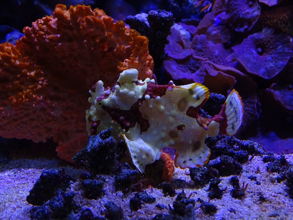 Warty frogfish (Antennarius maculatus)