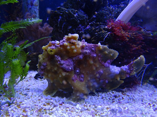 Warty frogfish (Antennarius maculatus)