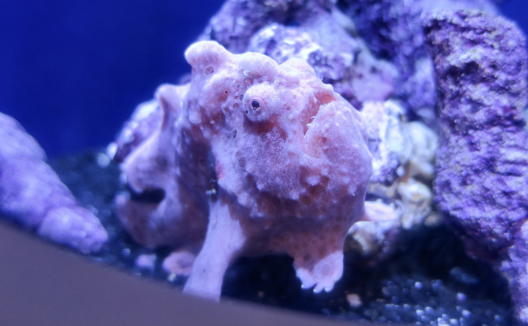 Warty Frogfish (Antennarius maculatus)
