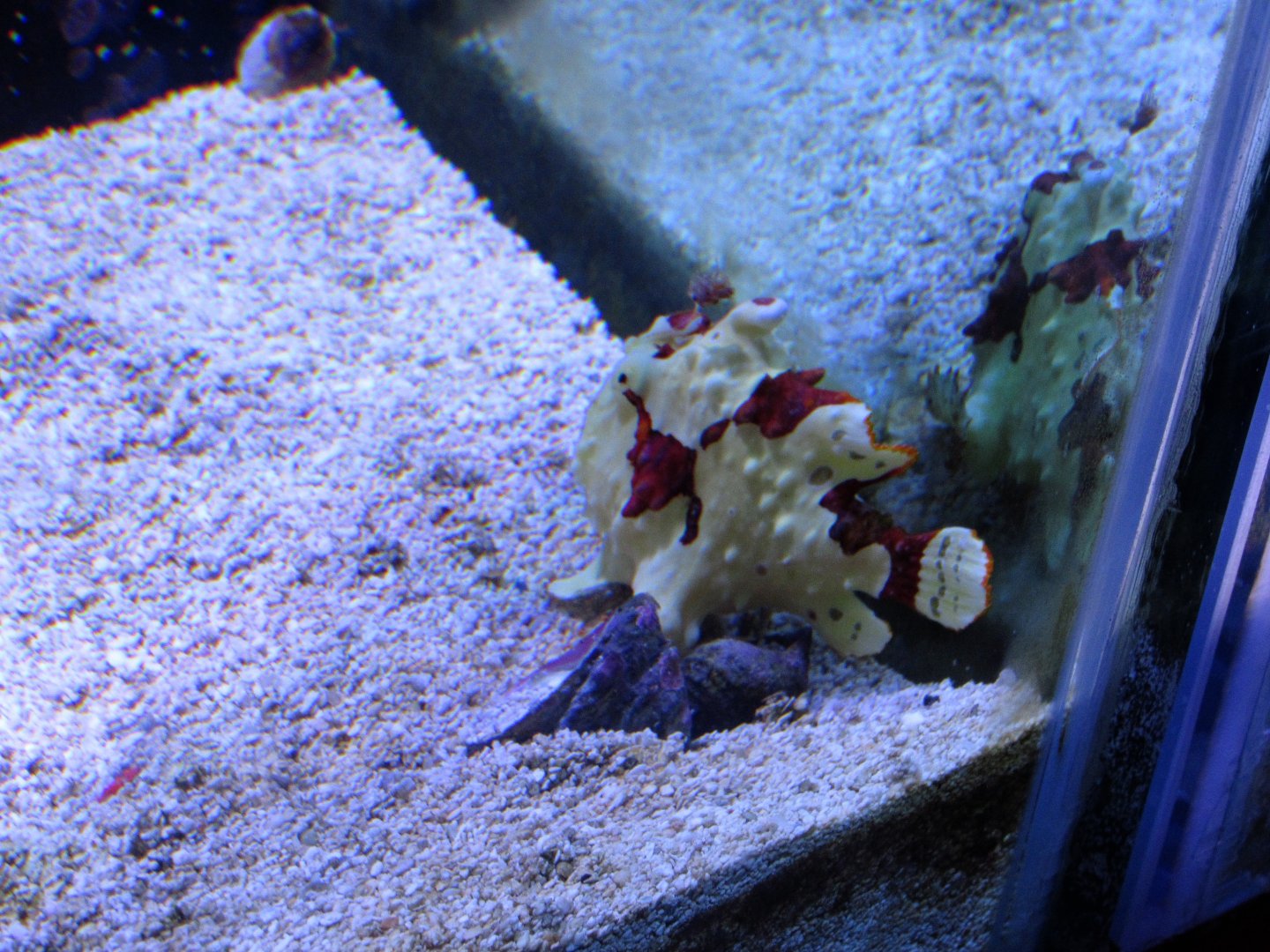 Warty Frogfish