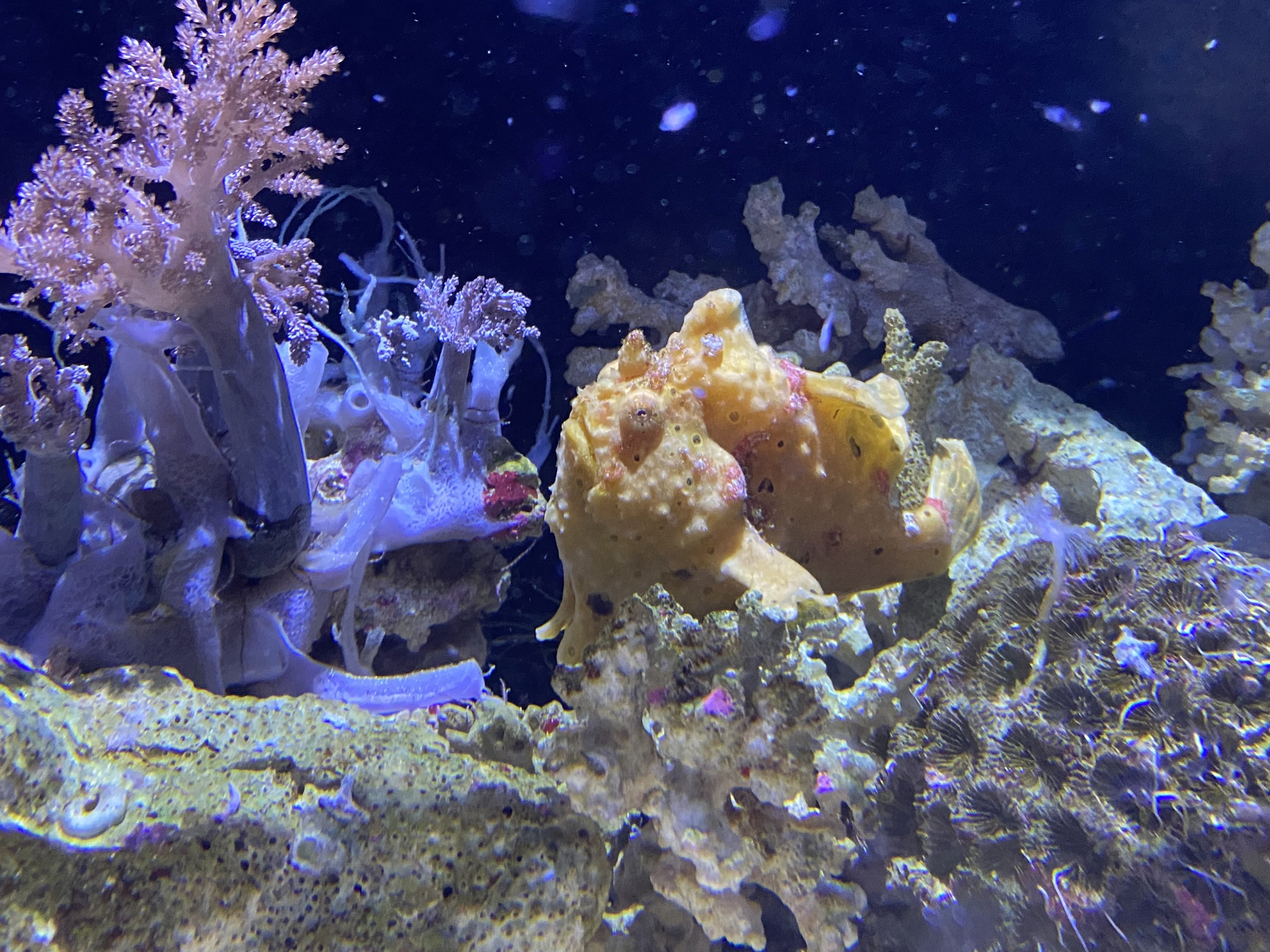 Warty Frogfish