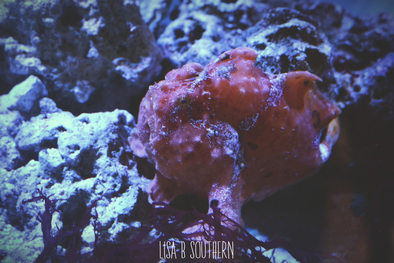 Warty frogfish