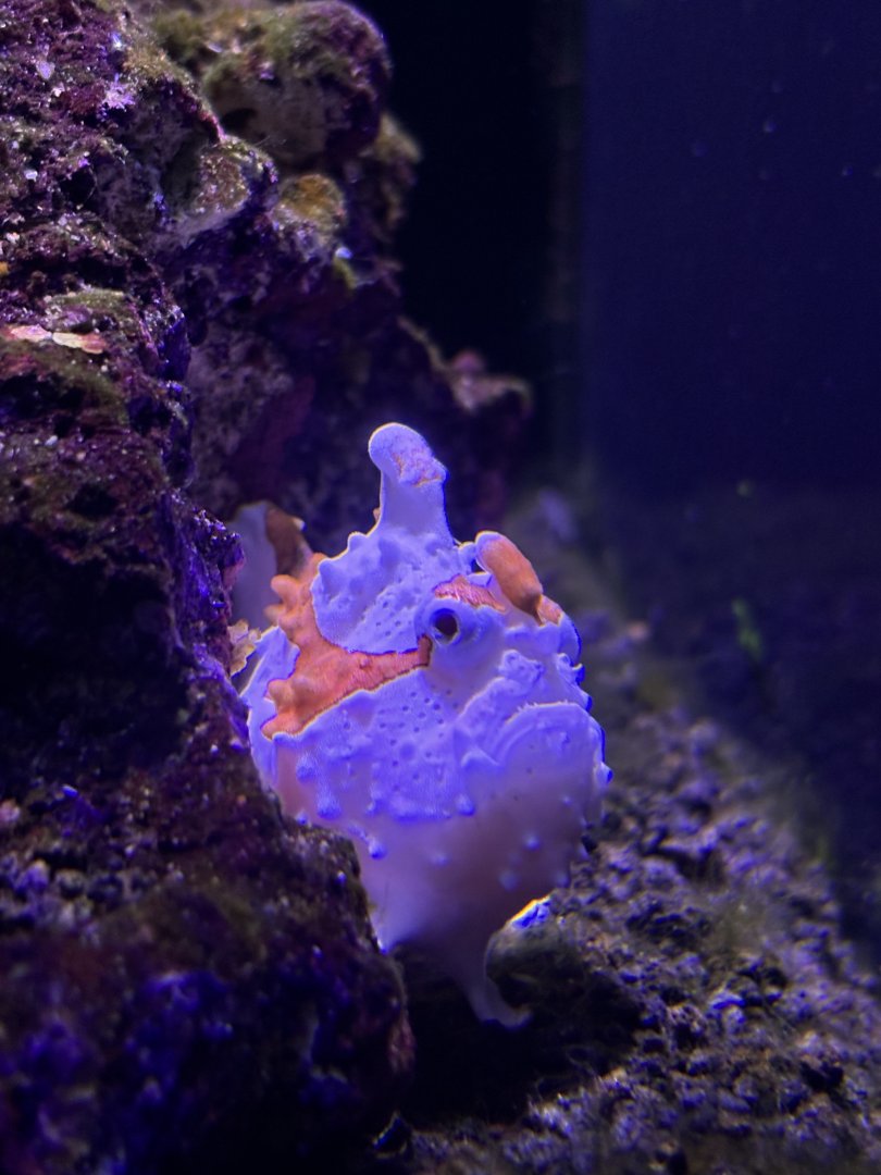 Warty Frogfish