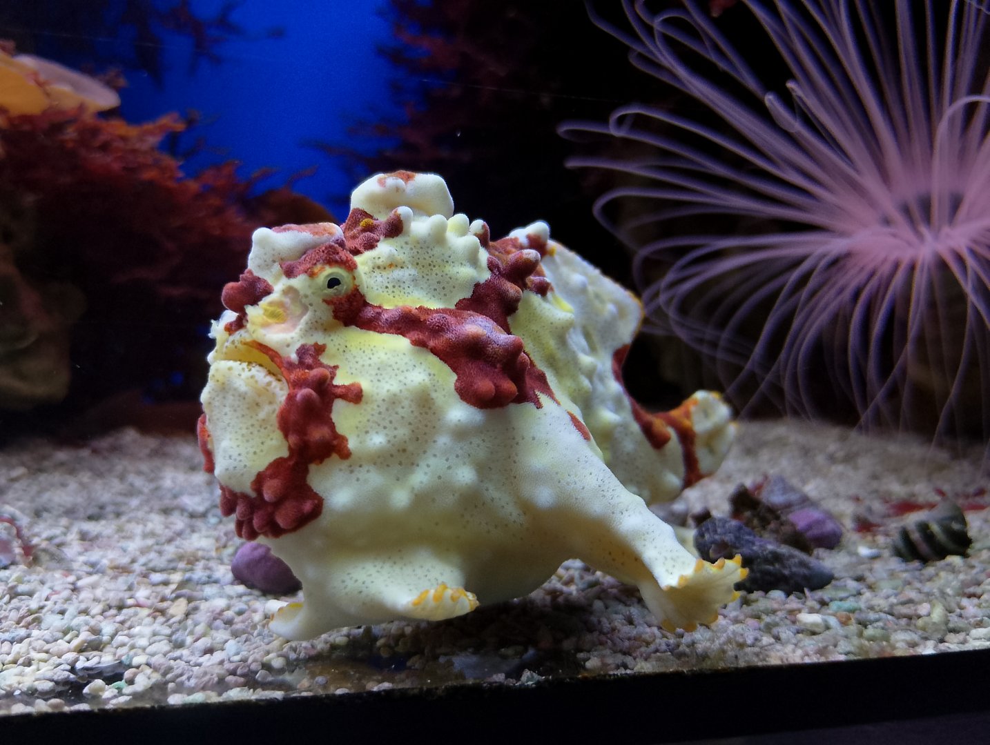 Warty frogfish