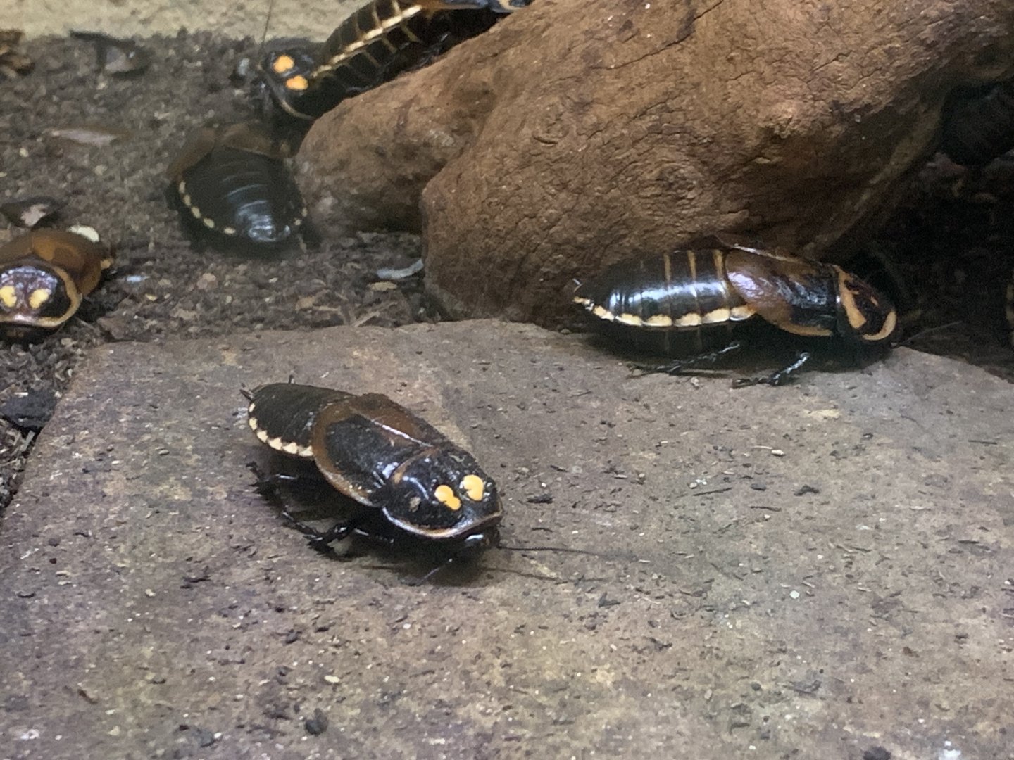 Warty glowspot cockroach