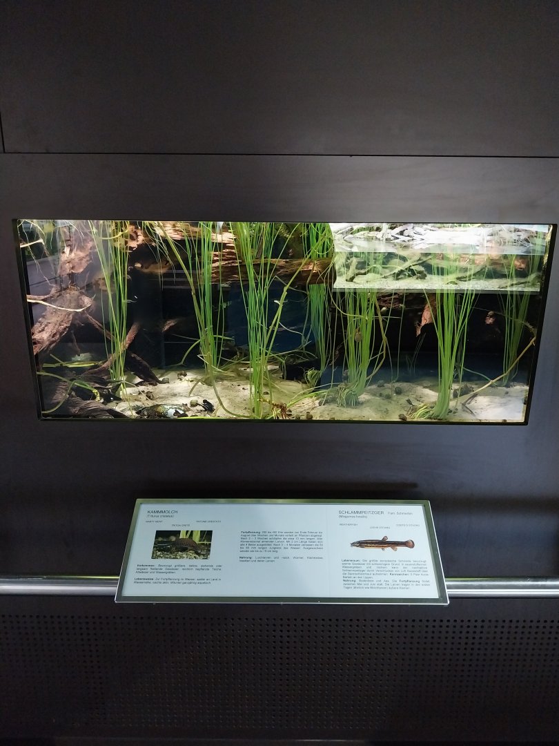Warty newt and weatherfish aquarium