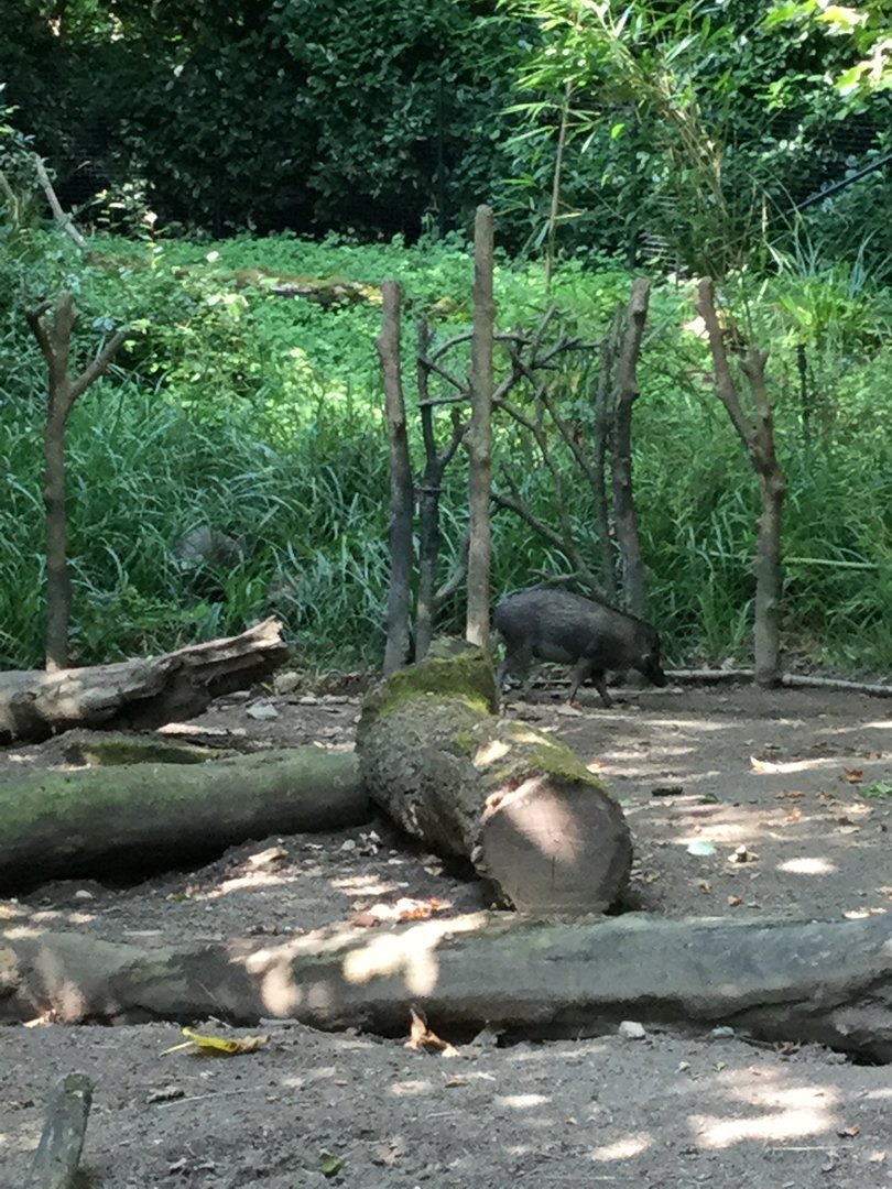 Warty Pig 8/3/19