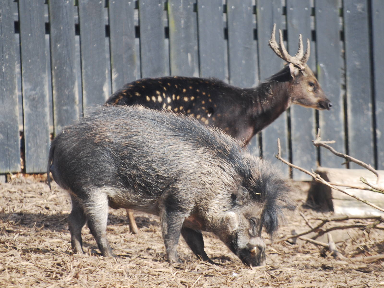 Warty pig and spotted deer
