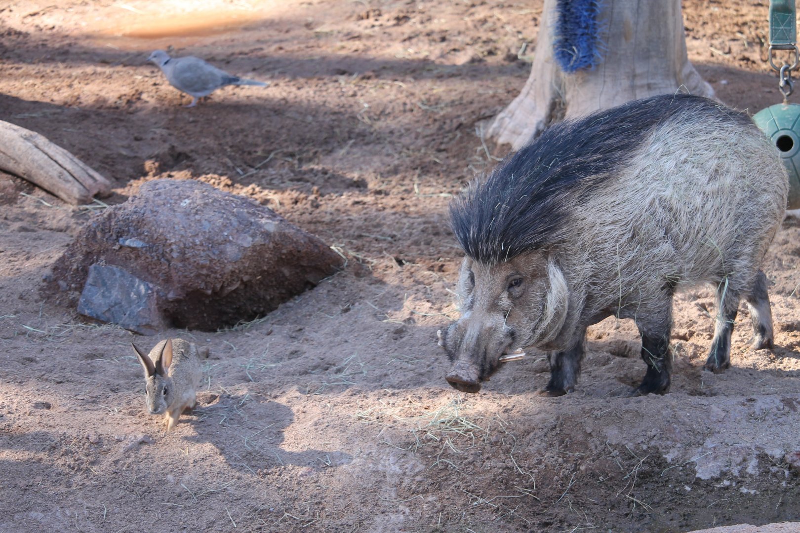 Warty pig, desert cottontail, and collared dove