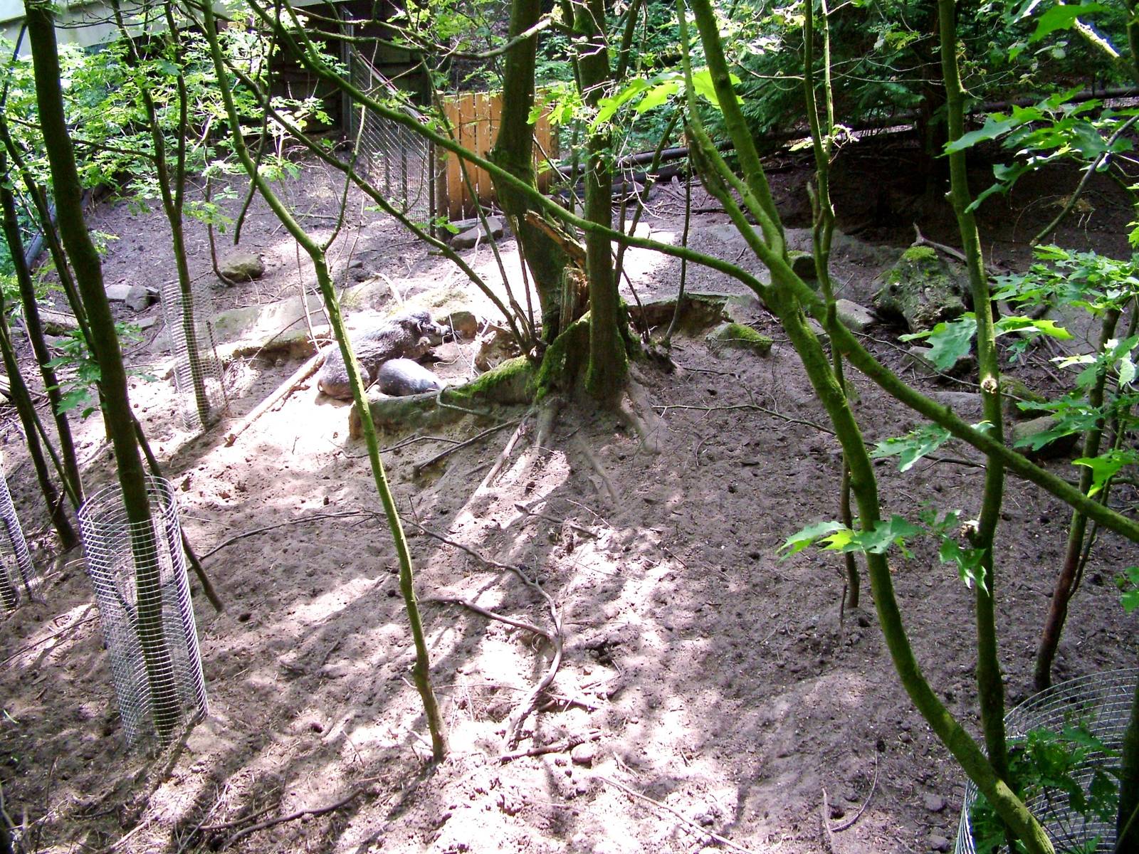Warty Pig Exhibit at Apenheul, 30/05/12