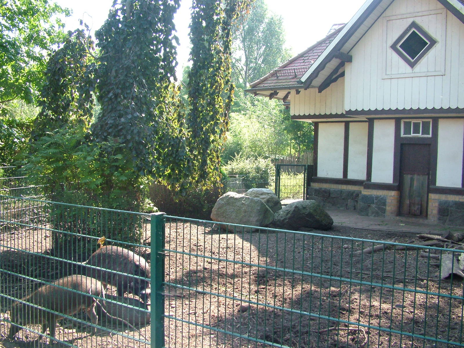 Warty Pig Exhibit at Leipzig, 02/09/11