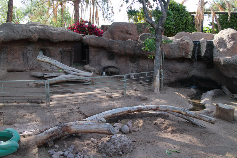 warty pig exhibit (new partition)
