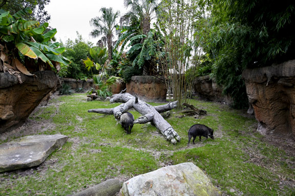 warty pig exhibit