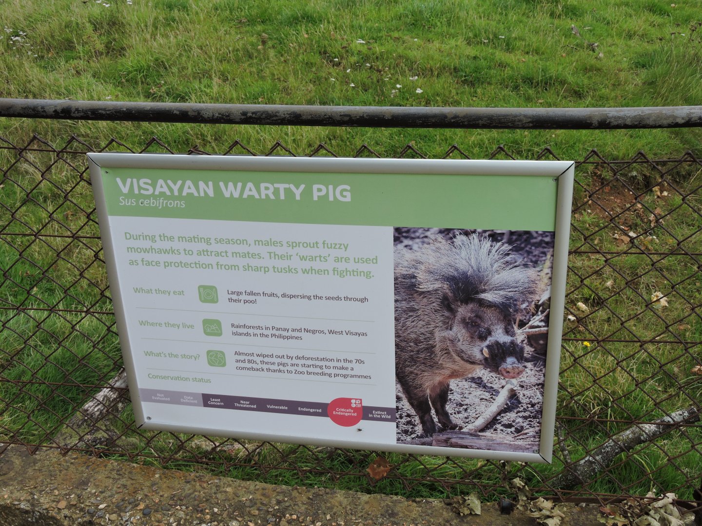 Warty Pig Sign