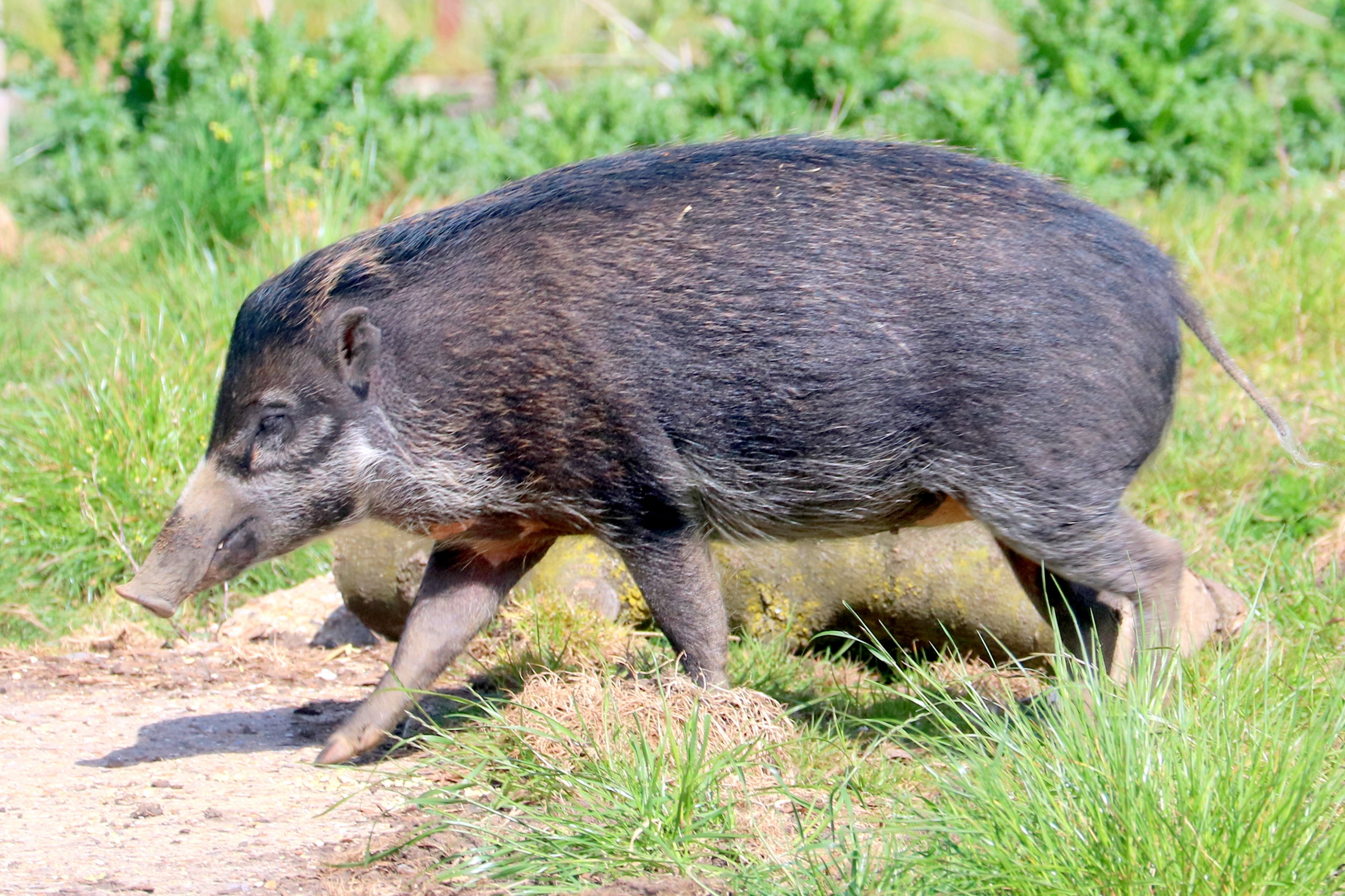 Warty pig; Whipsnade; 13th May 2022