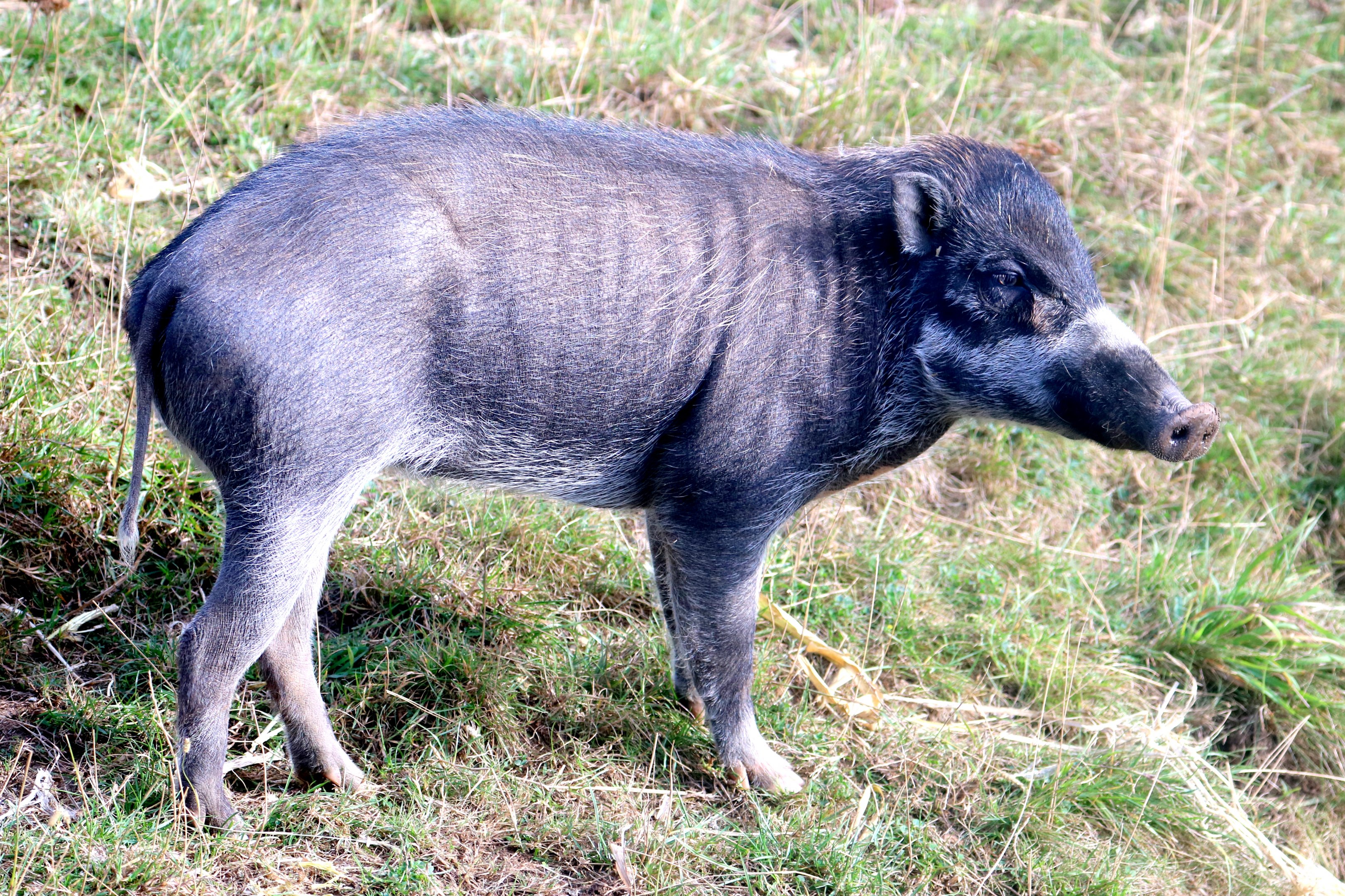 Warty pig; Whipsnade; 22nd September 2021