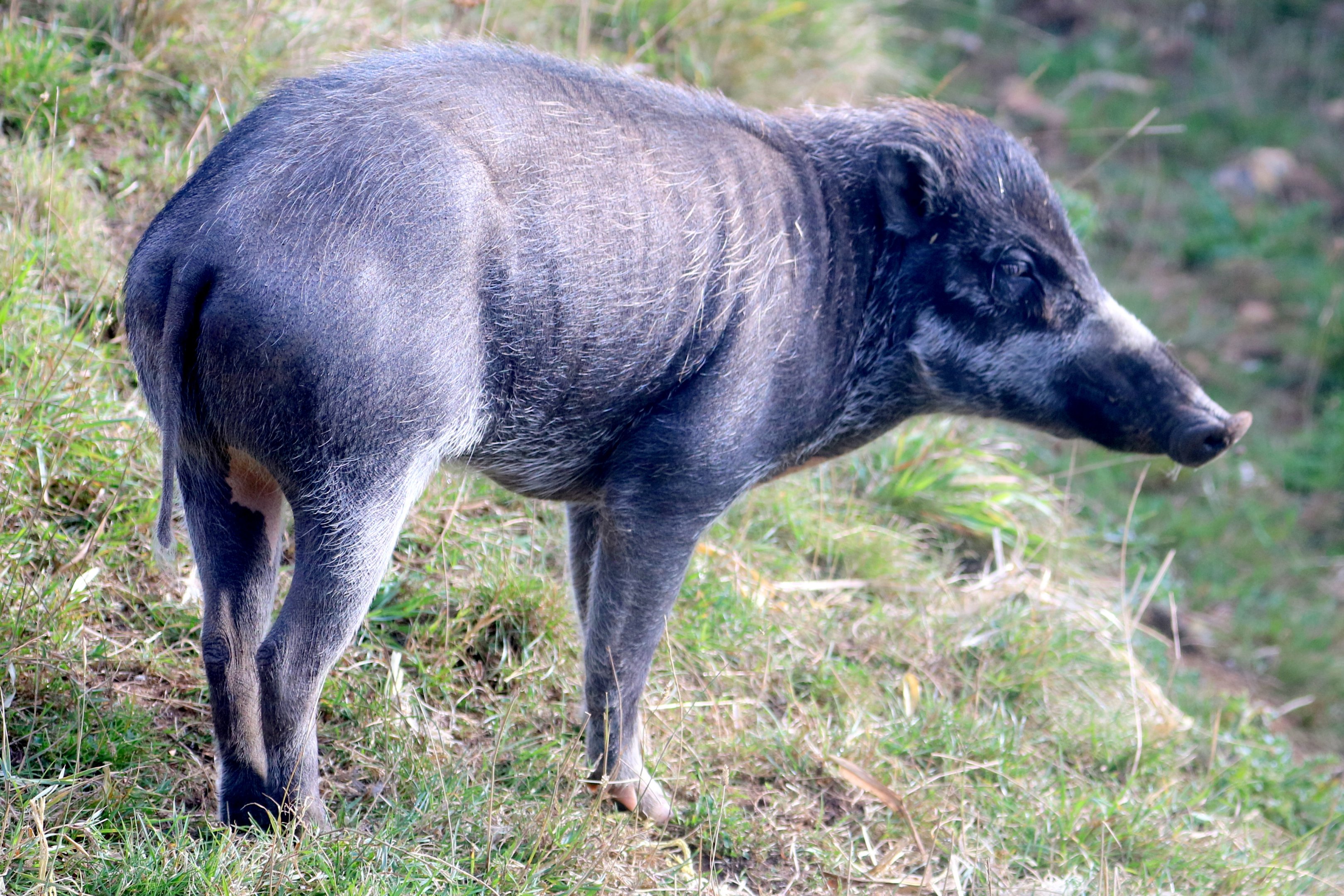 Warty pig; Whipsnade; 22nd September 2021