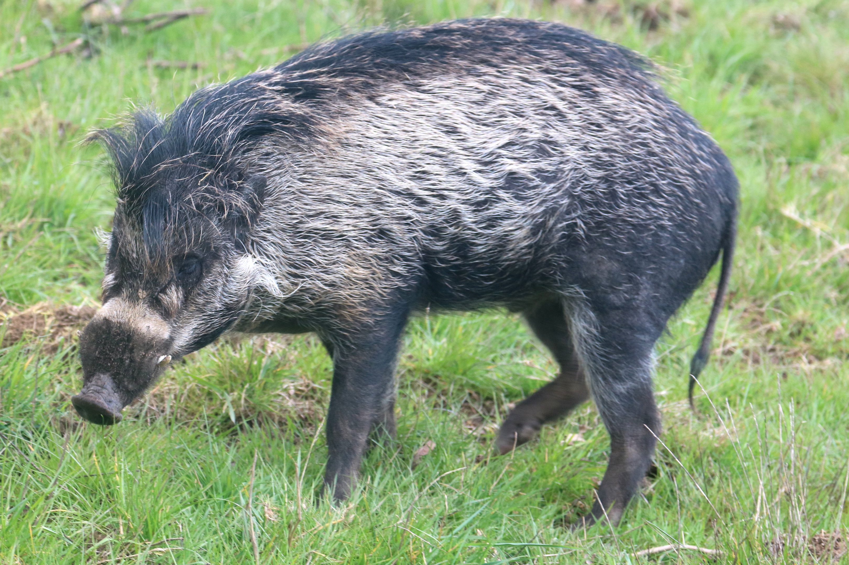 Warty pig; Whipsnade; 25 April 2023
