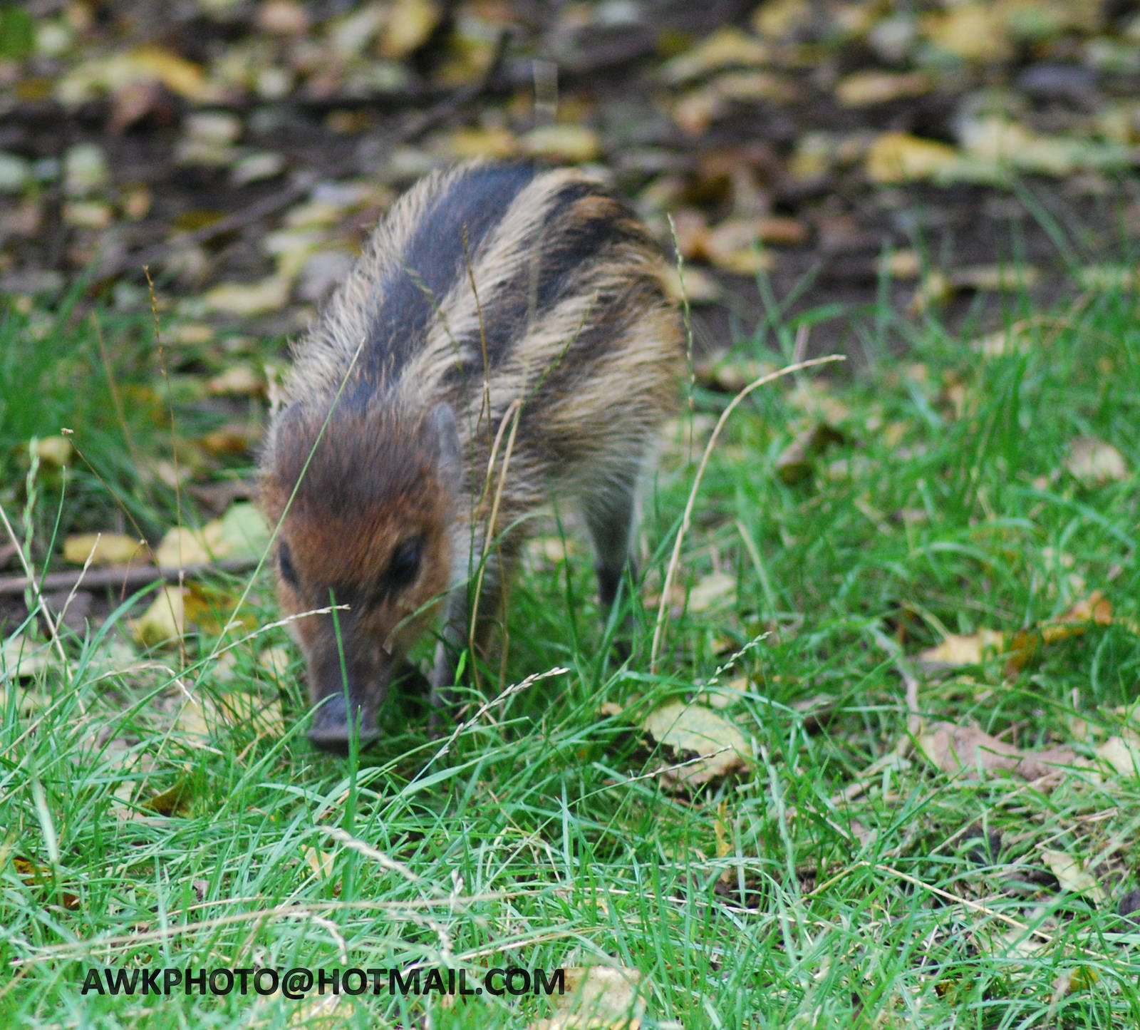 WARTY PIG YOUNG ONE