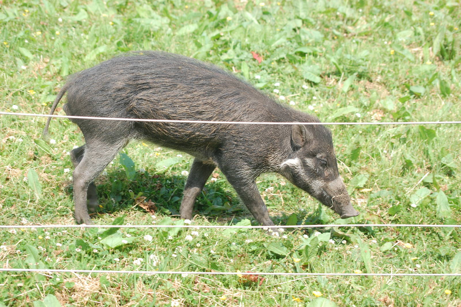 Warty Pig