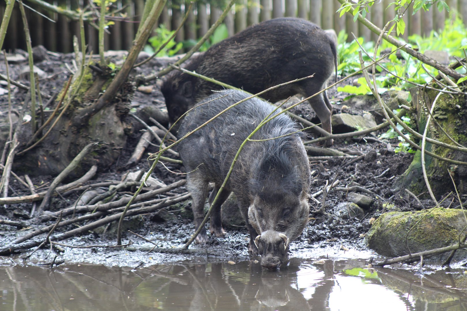 Warty Pig