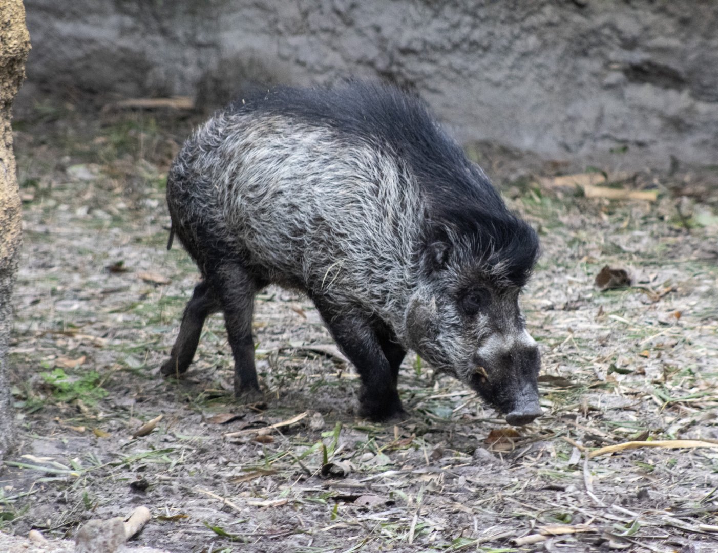 Warty Pig