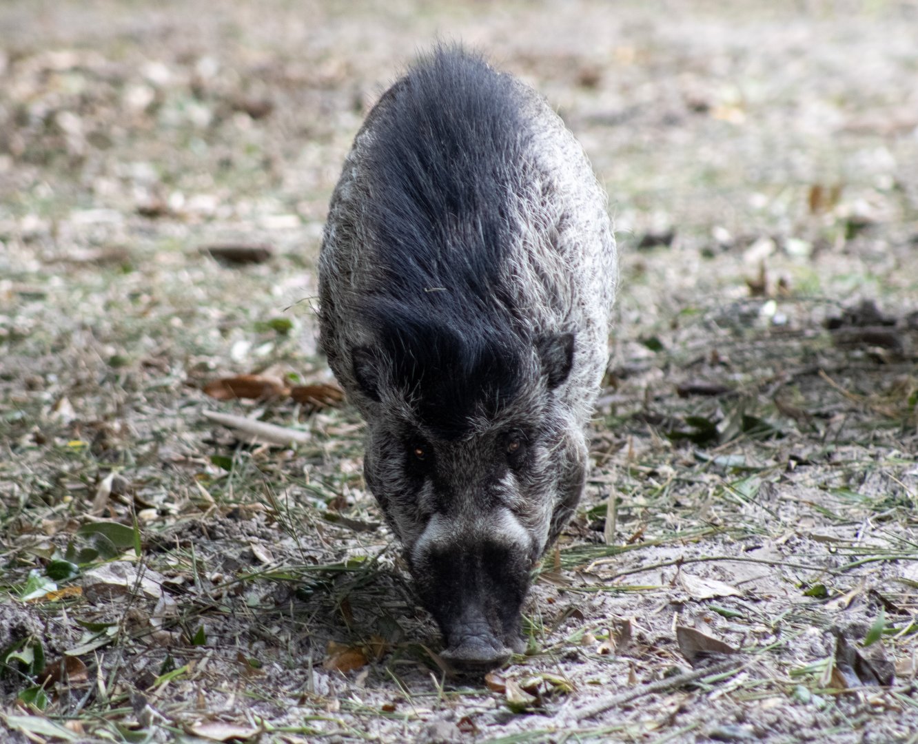 Warty Pig