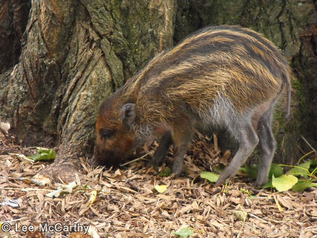 Warty Piglet 22nd August 2010