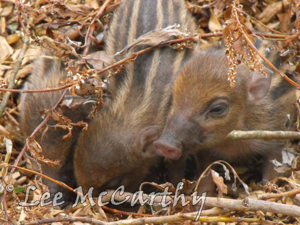 Warty Piglets