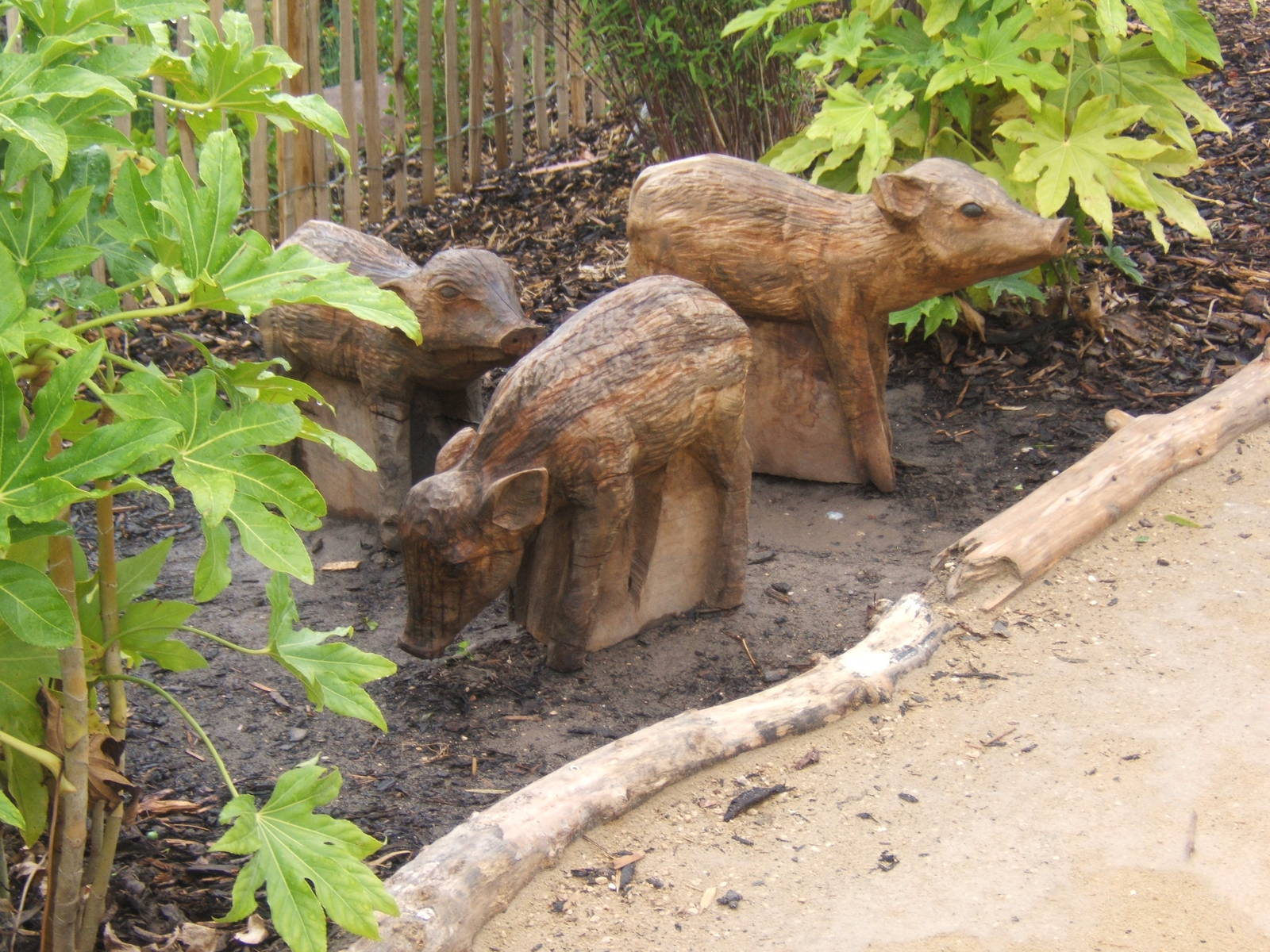 Warty Pigs in wood