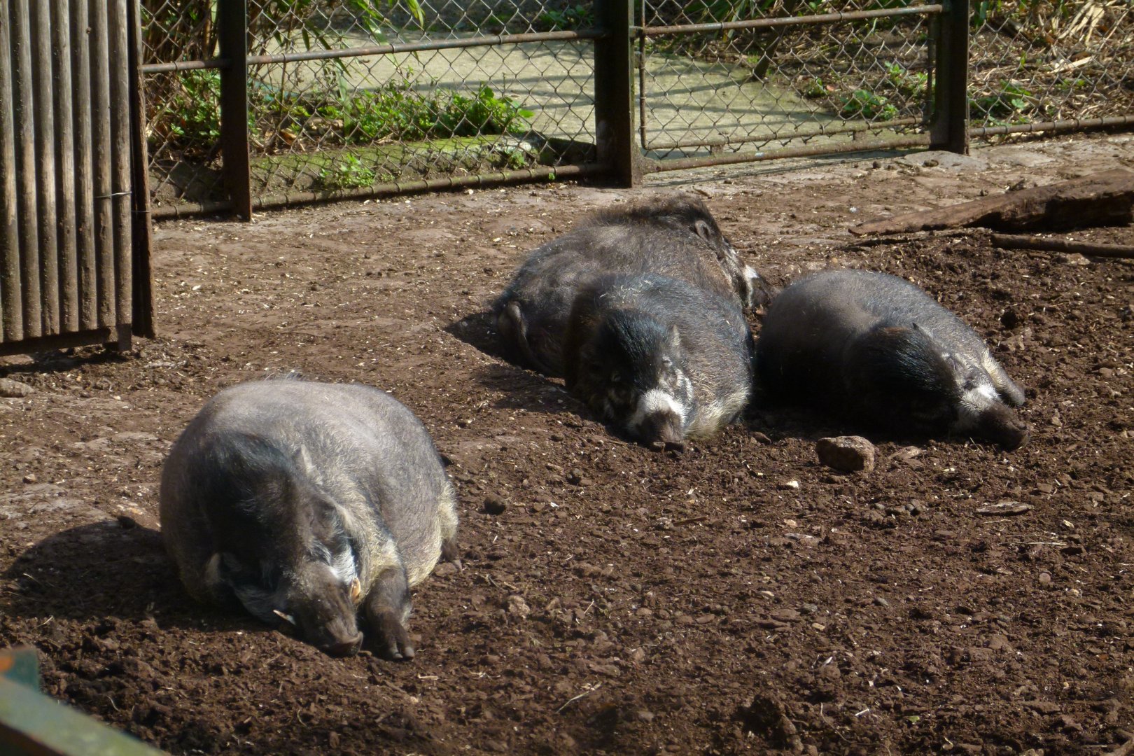 Warty Pigs