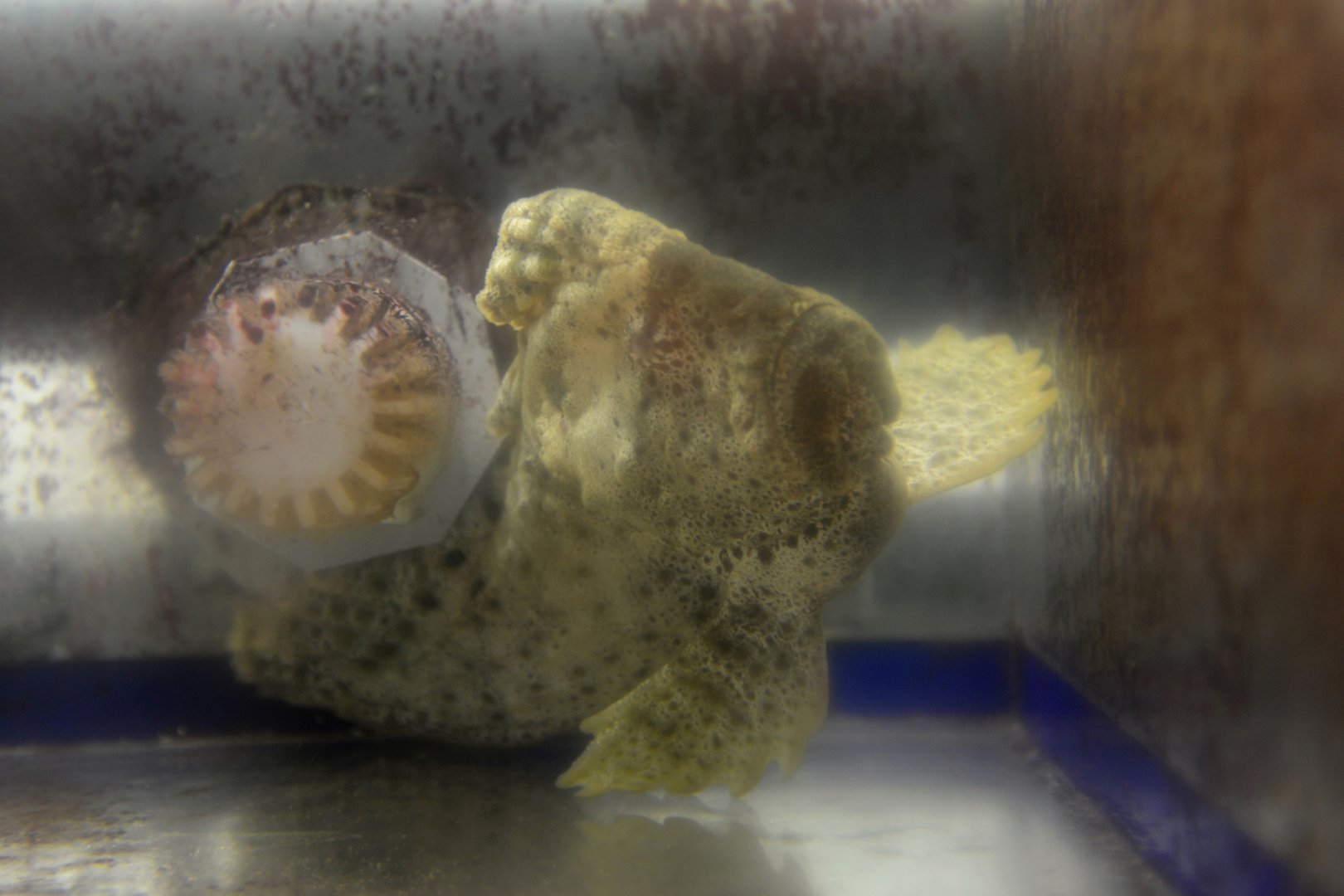 Warty prowfish (Aetapcus maculatus)