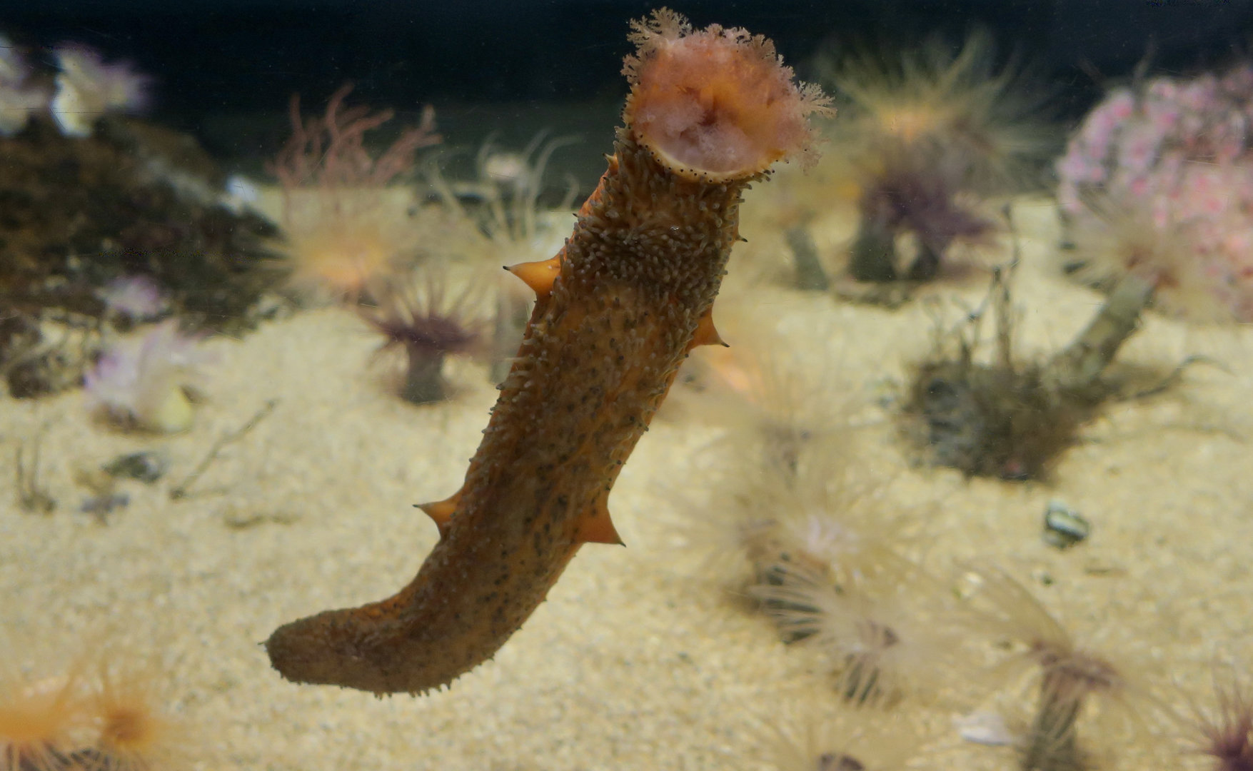 Warty Sea Cucumber (Apostichopus parvimensis)