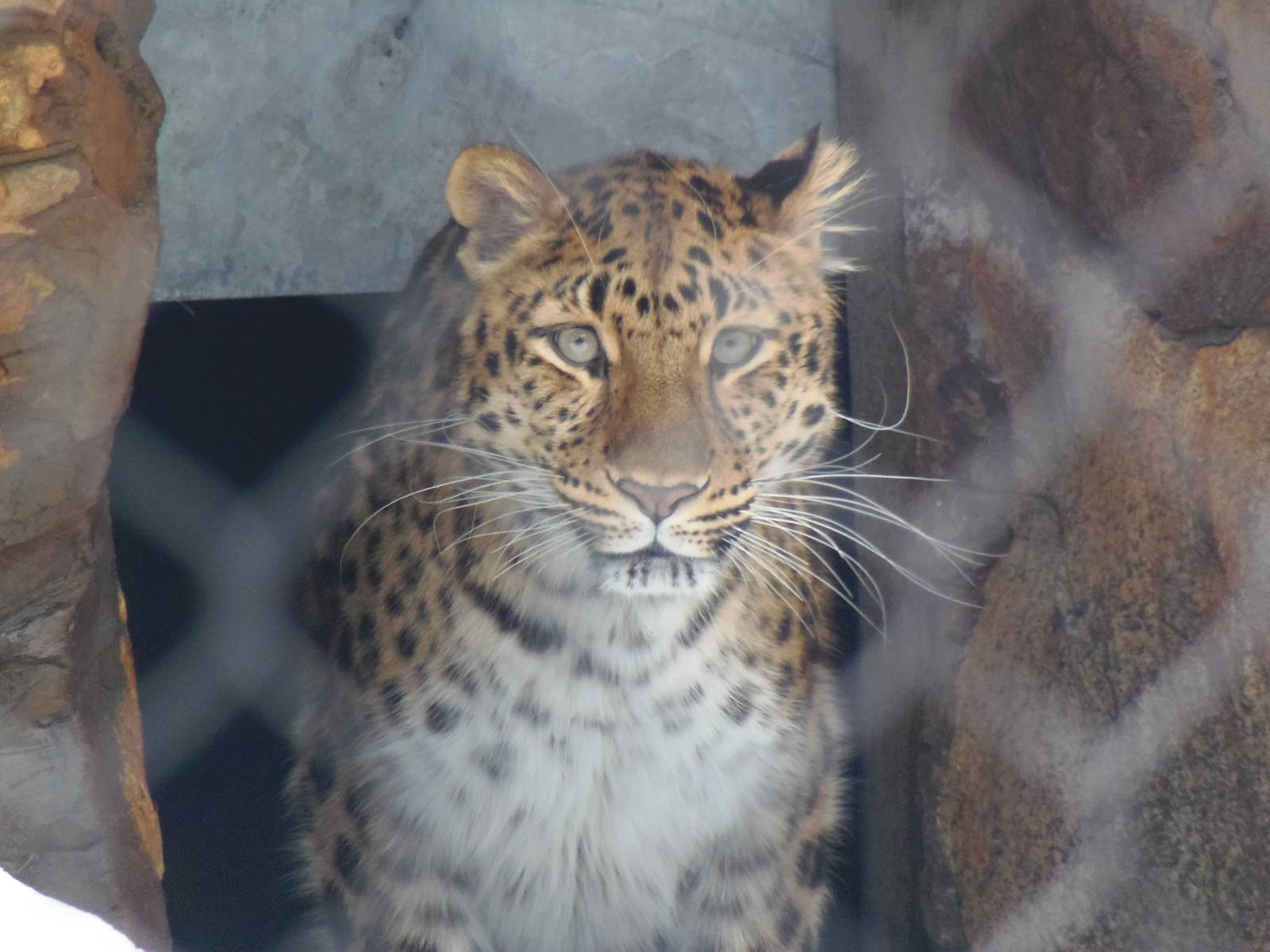 Wary Amur Leopard