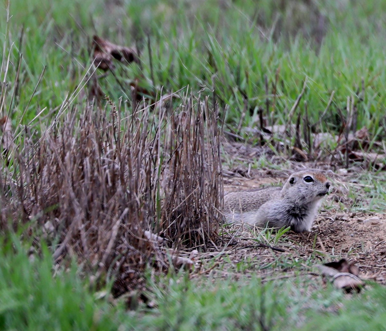 Washington ground squirrel (Urocitellus washingtoni)