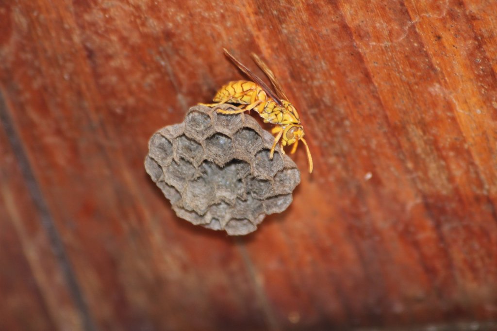 Wasp and nest