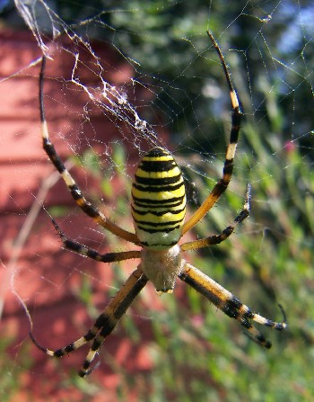 Wasp Spider (Argiope bruennichi)