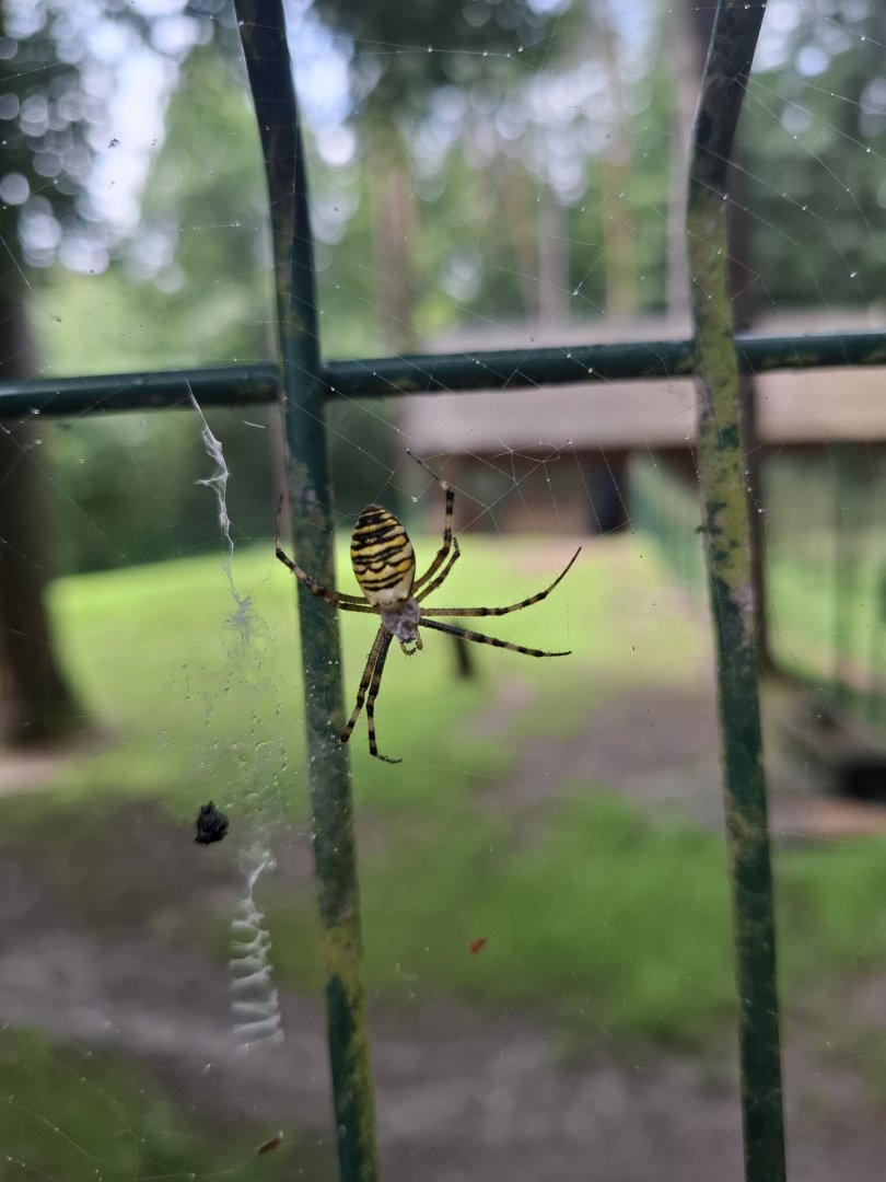 Wasp Spider