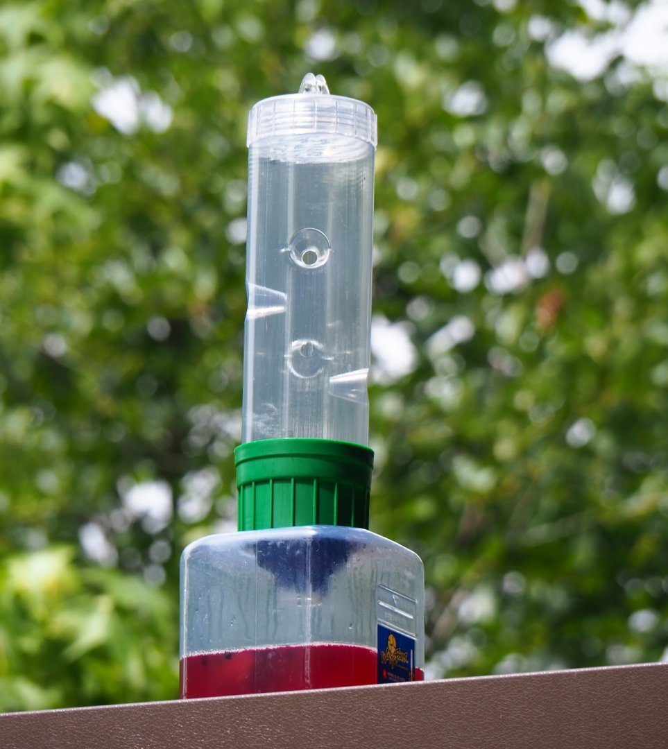 Wasp trap, 2019-07-21