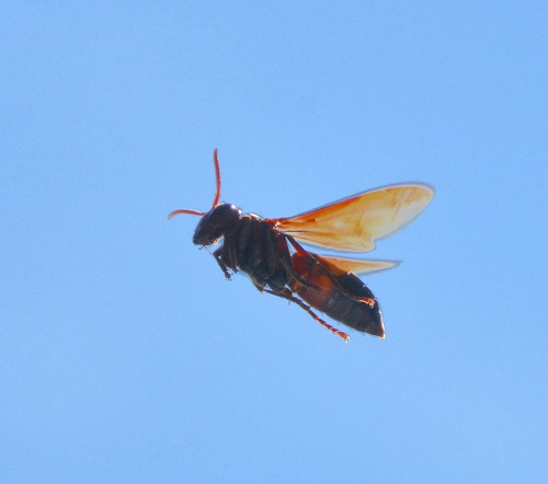 Wasp ?