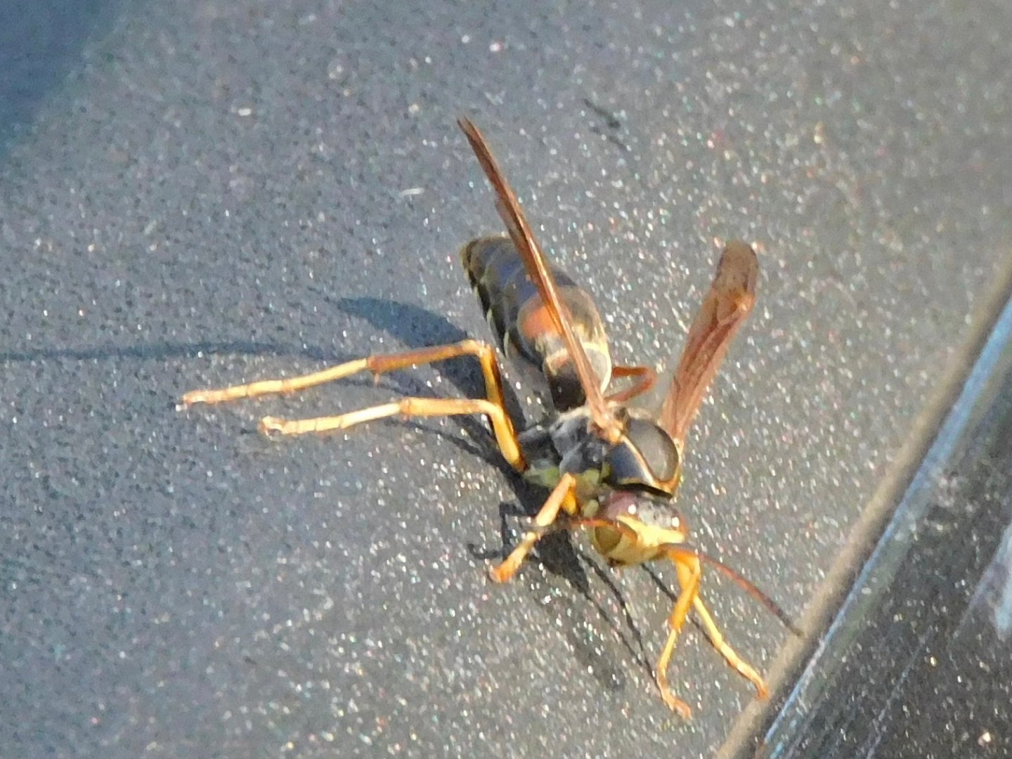 Wasp