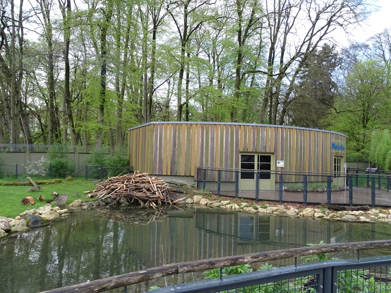 WasSerleben: beaver outdoor enclosure and building