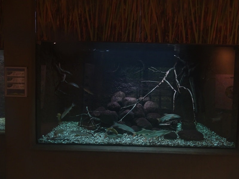 WasSerleben: Tank for medium native fishes