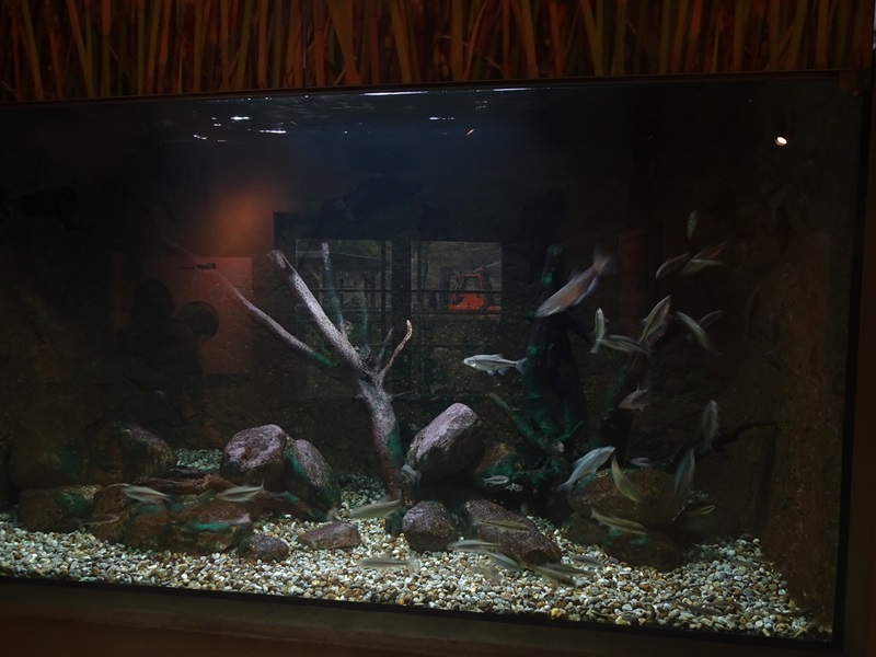 WasSerleben: Tank for small native fishes